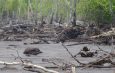 Hutan Bakau atau Mangrove di Indragiri Hilir, Provinsi Riau Kian Terancam